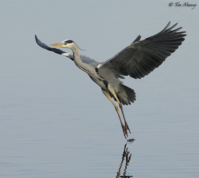 Heron ballet.jpg